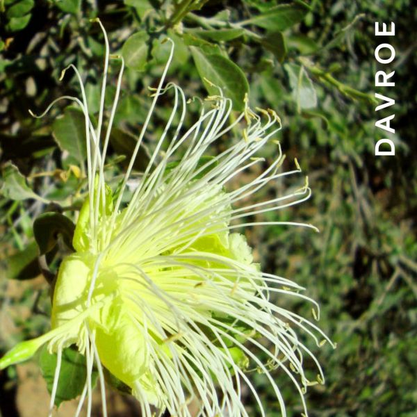Fortitude Strengthening Shampoo - Image 4